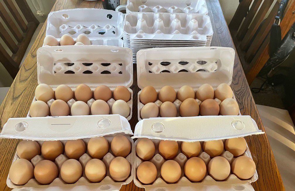 Organic Eggs/ Huevos Orgánicos
