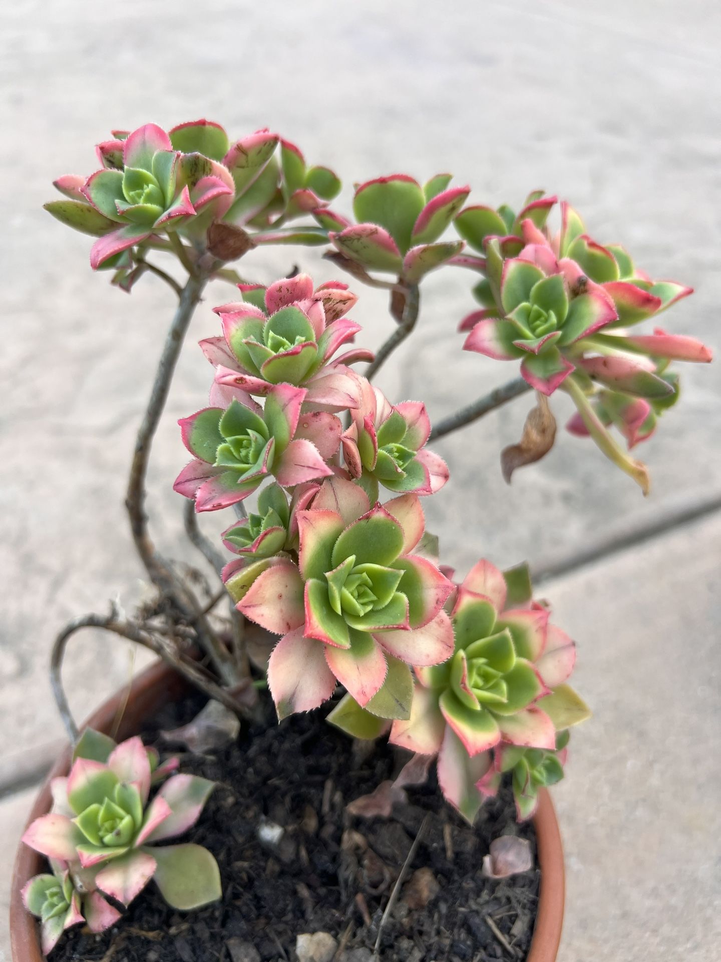 Aloe Vera And Succulents Sale $ 3