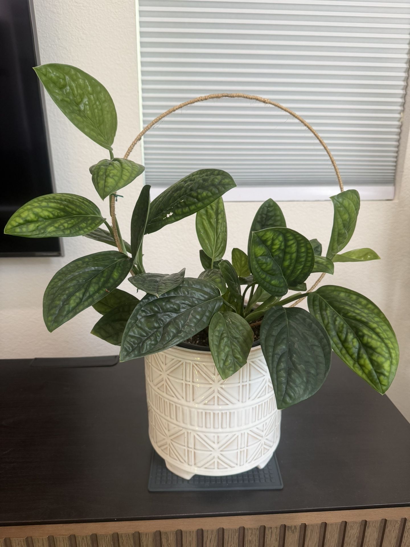 Philodendron
