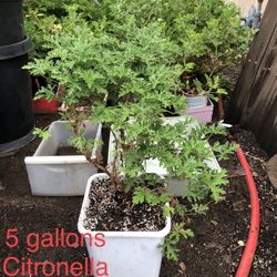 * Citronella plants, 5 gallon * many other plants available * drought tolerant, succulents, Hedges , etc.