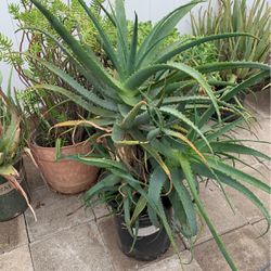 Aloe Vera, Other Succulents