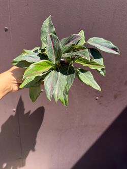 5” Aglaonema red vein