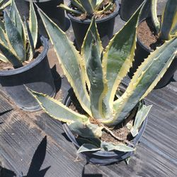Agave Blue Americana Variegata