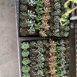 Succulent Sale 