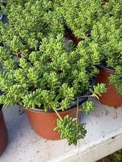 Succulents Plants 4” Pot 