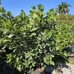 huge clusias over 5 to 6 feet tall Instant  Privacy Hedge  for fence 