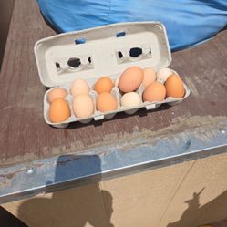 Chicken Eggs 
