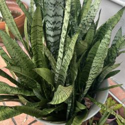 Beautiful Snake Plant With Planter