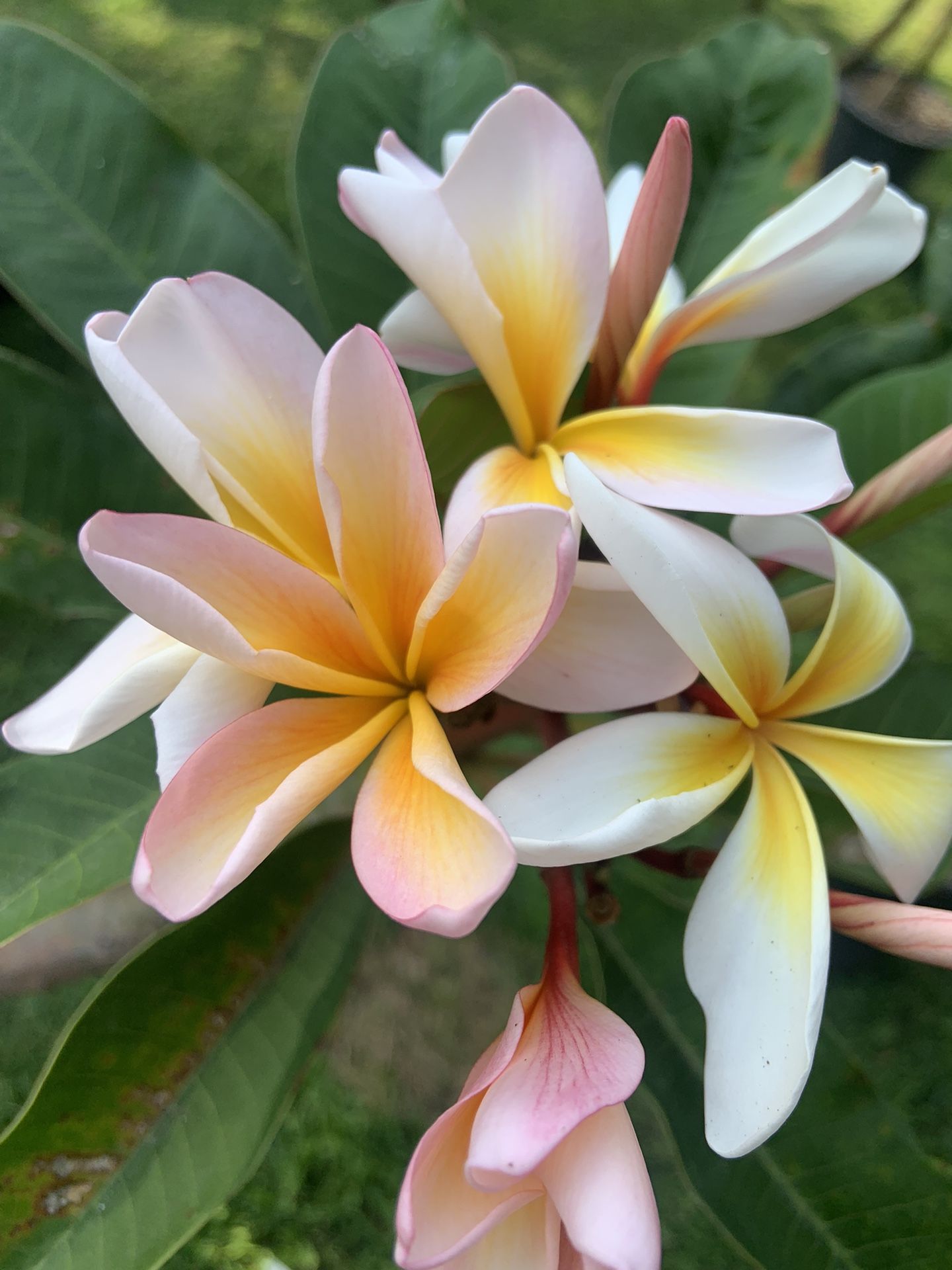 JJ Queen Amber Plumeria