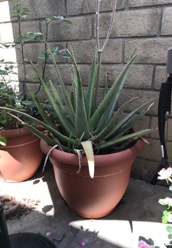 Big Aloe Vera Plant for Sale in Los Angeles, CA OfferUp