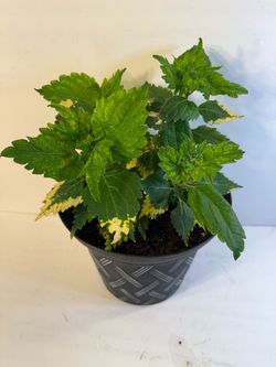 Houseplants plantas de buena energía 🪴coleus’s disponible $16 al sur de Chicago