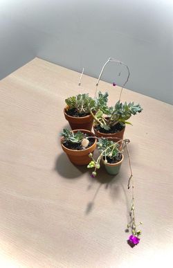 4 Shining Pink Rock Purslane