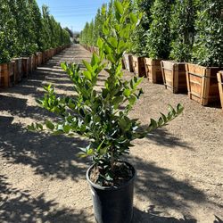 Ligustrum Waxleaf Privets Hedge