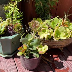 Potted Succulents For Sale