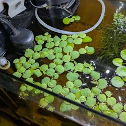 Red Root Floater Aquarium Plant