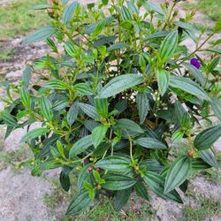 Tibouchina Plant 