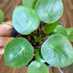 Pilea peperomioides / Chinese Money Plant