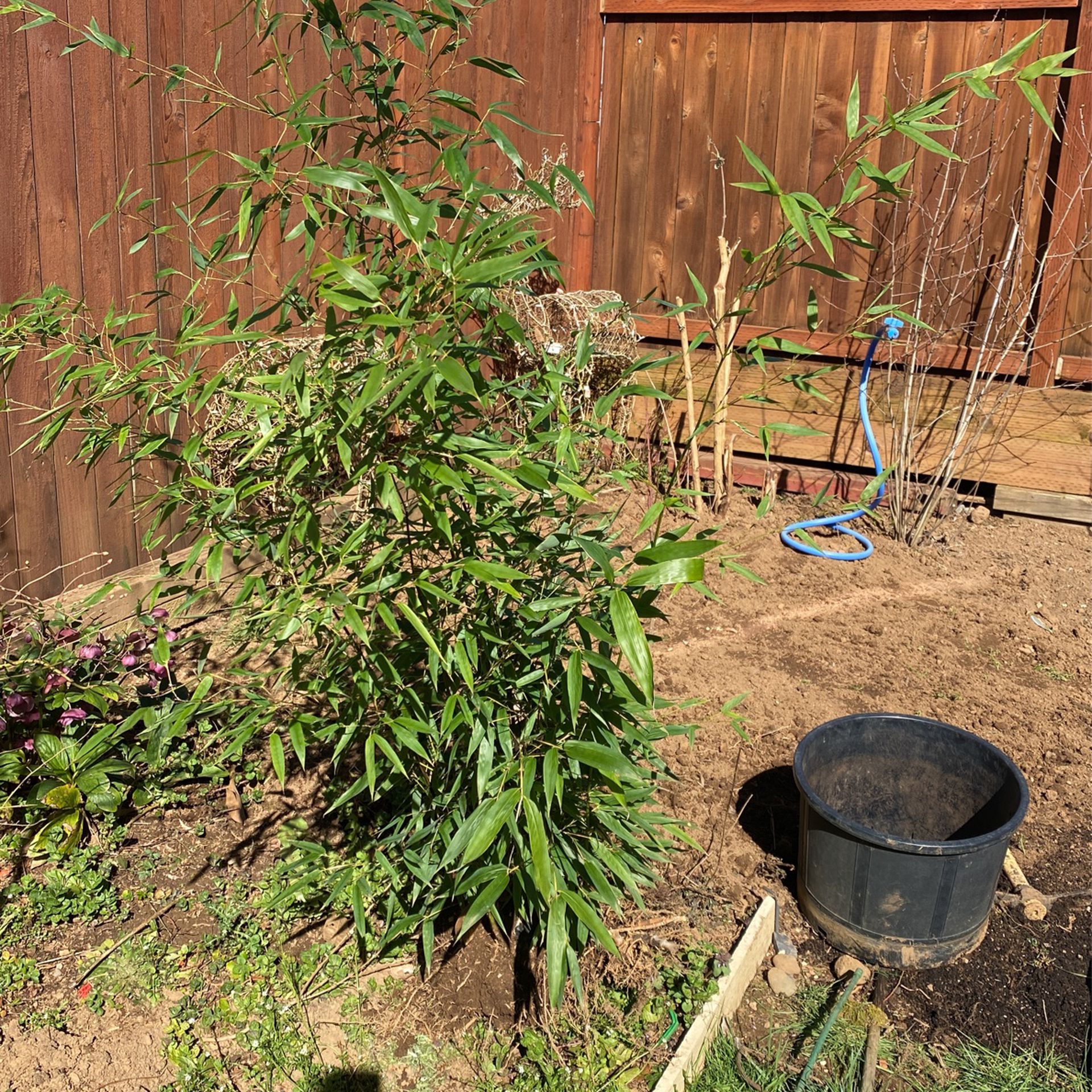 Bamboo tree ready to plant