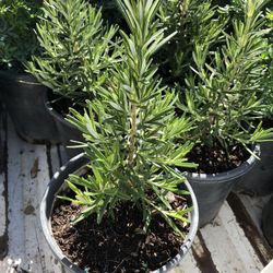 For Sale Ruda And Rosemary