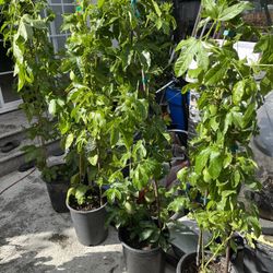 Passion Fruit Vine With Fruits and Flowers
