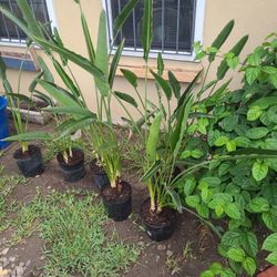 Orange Bird Of Paradise Plants