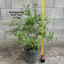 Live Tropical Pomegranate Fruit Tree Size +/-4’ Tall