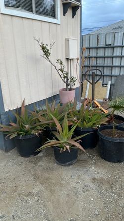 Big adult already flowering aloe  Vera plants $ 20.00 each.