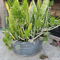 Succulents, Snakeplants