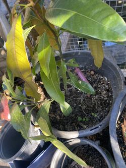 Mango Trees
