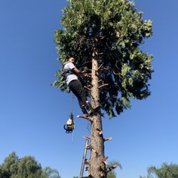 Cortamos Árboles