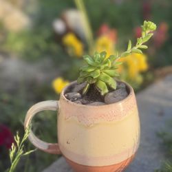 Terracotta Mug Succulent Plant Arrangement 
