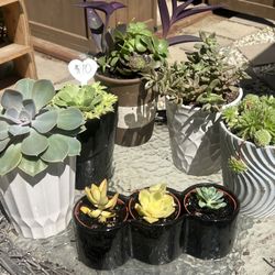 Succulent Planter  Special