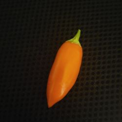 Rare Organic Acapulco Orange XL Pepper Seeds And Preorder Plants! 2025 SEASON EARLY RELEASE! 