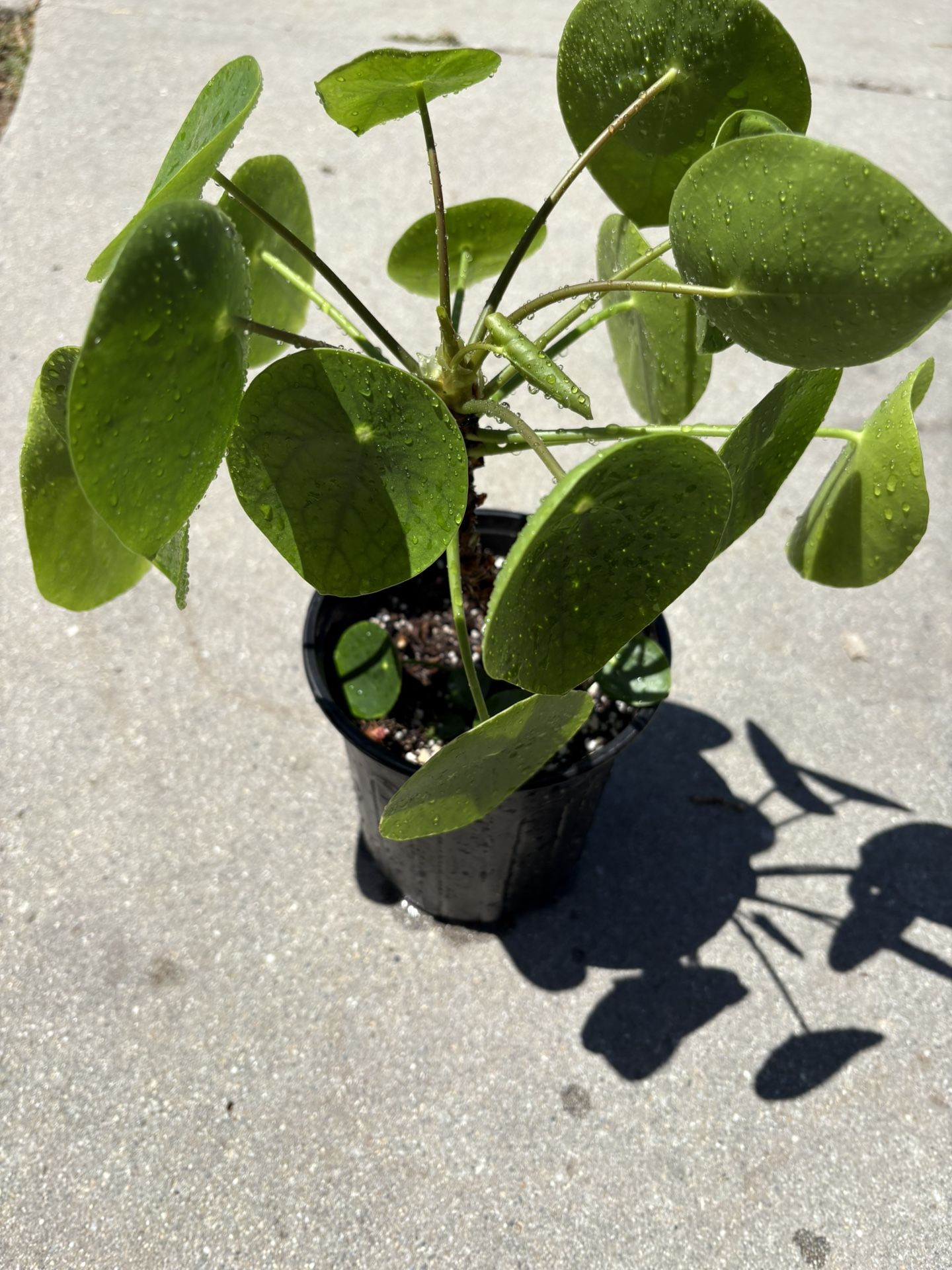 Pilea Peperomioides ‘Planta del dinero chino’
