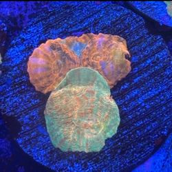 Two Tone Chalice Display Decor