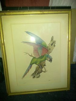 Antique or VintageGrate Parrot Framed and Signed