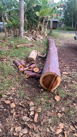 Rainbow eucalyptus tree (cut last month)