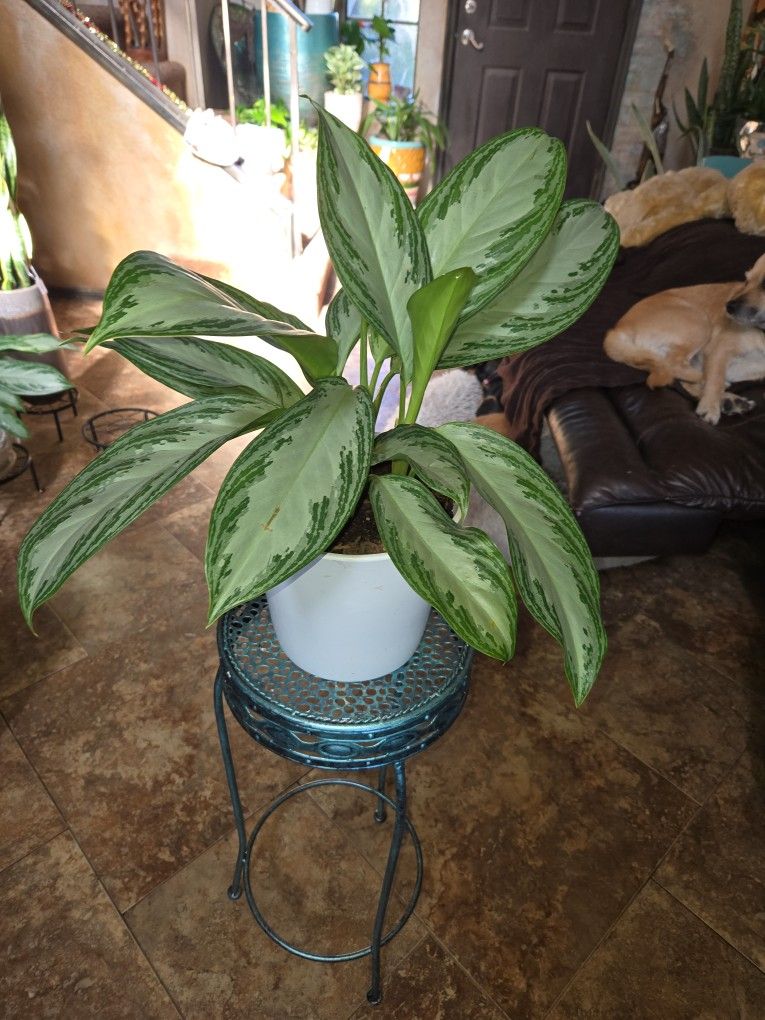 Lovely Chinese Evergreen Plant In 7in Ceramic Pot