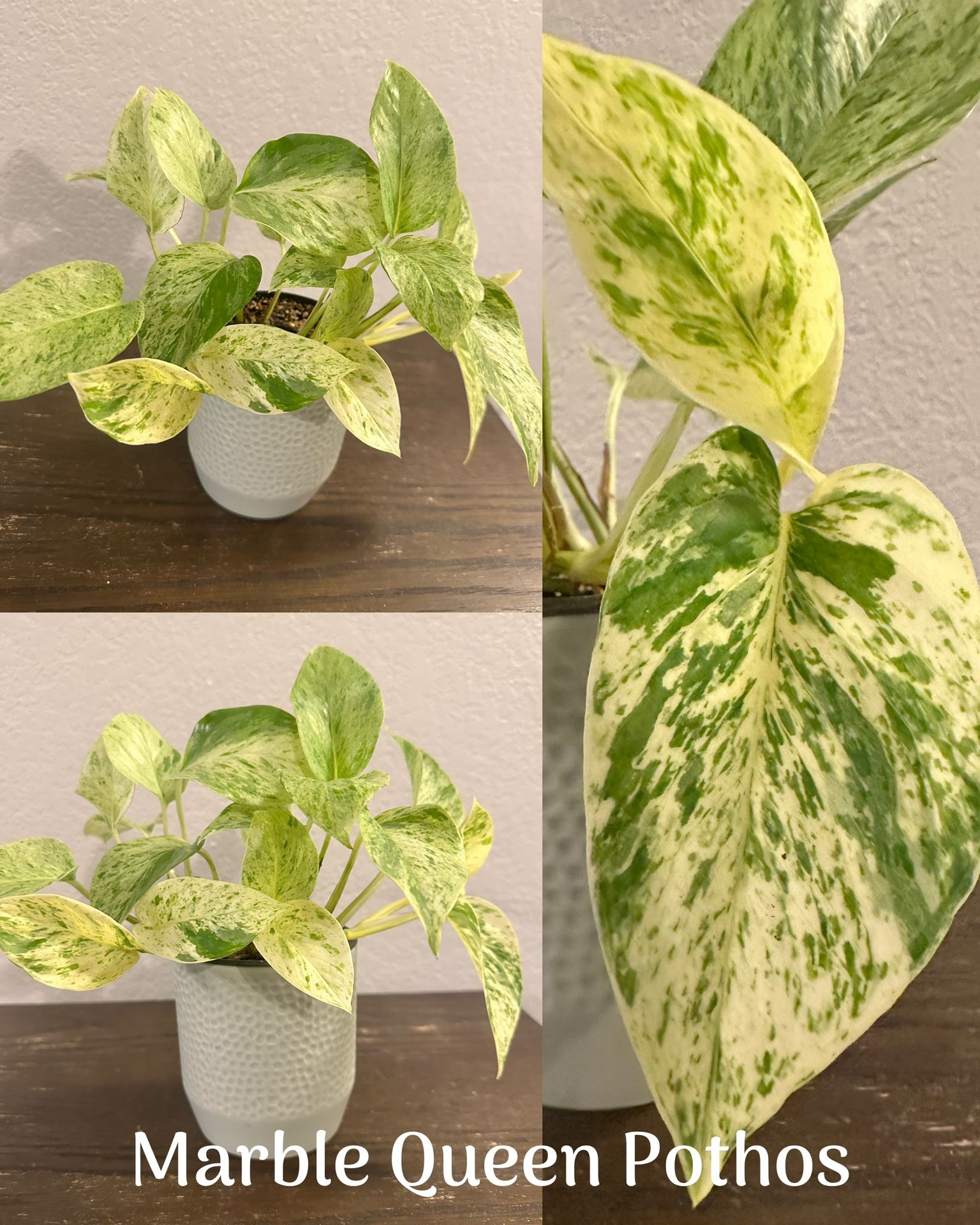 Marble Queen Pothos Indoor Plant Live
