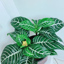 Zebra 🦓 Plants - 1.5 gallon container - Indoor Plant