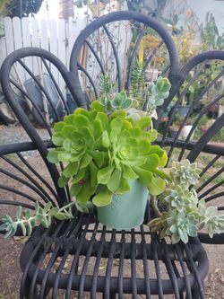 Succulents