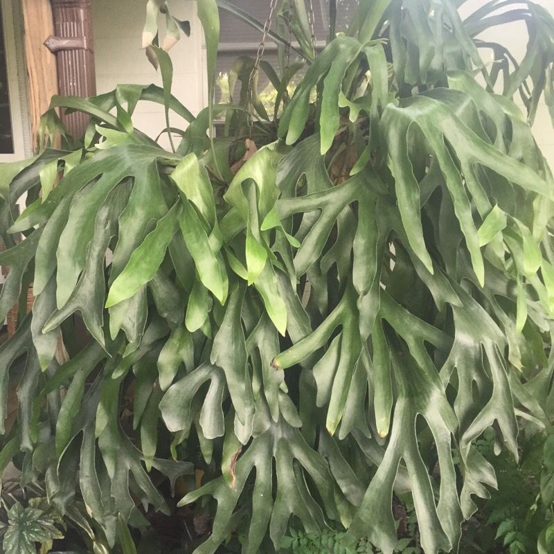 Big staghorn plant!