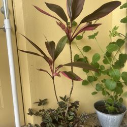 Large Palm Plant