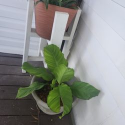 Cuna De Moises De Flor Grande Por Solo 45 