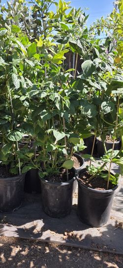 Manzano Pepper Plants