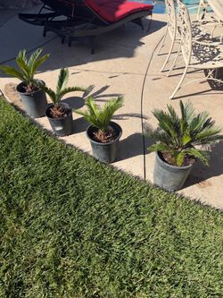 Sago palms