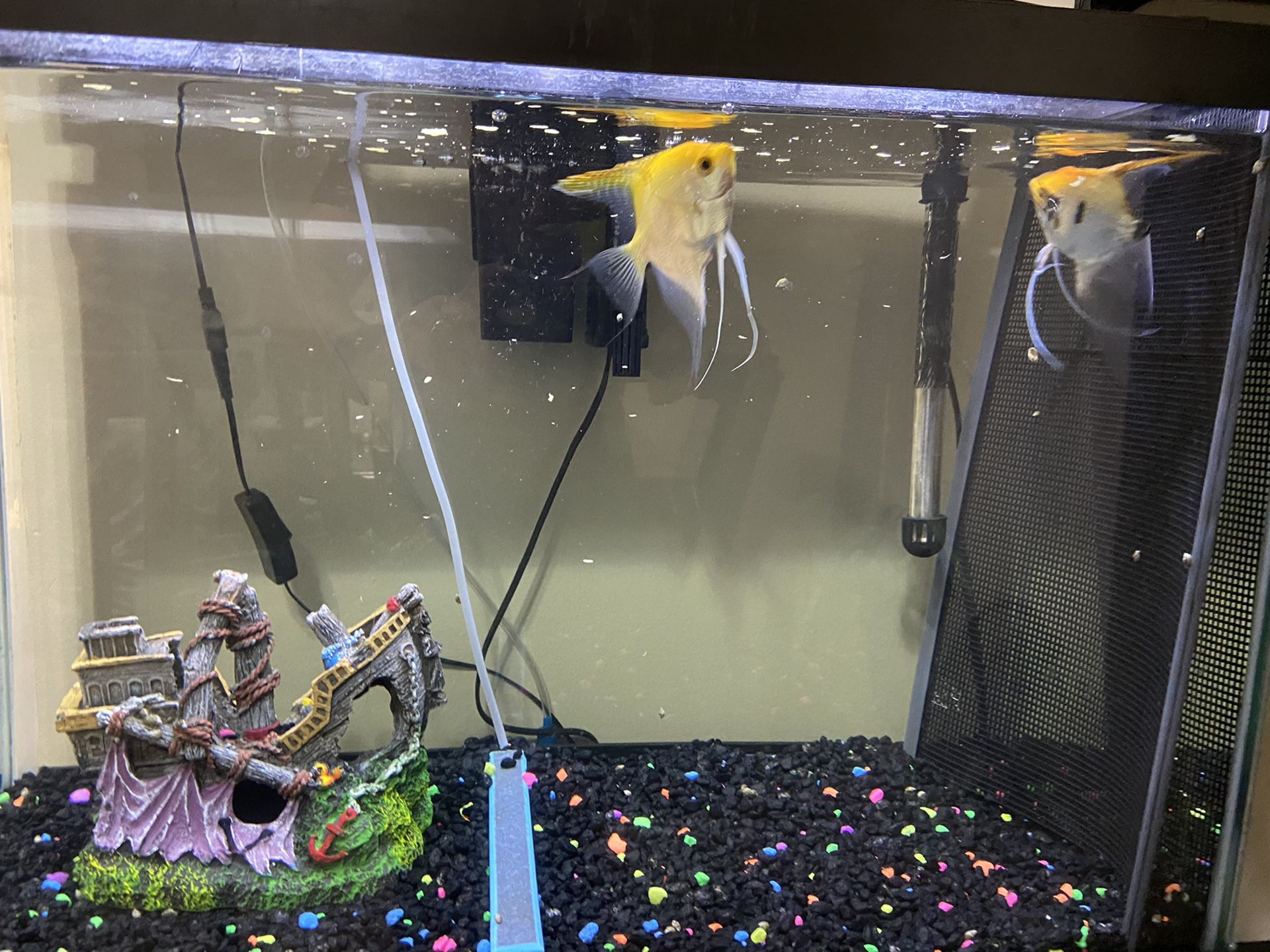 For sale fish tank and angel fish