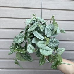 XL scindapsus exotica 6” pot