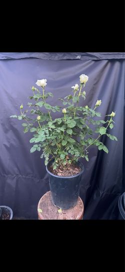 Roses