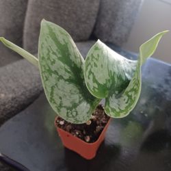 Scindapsus Pictus Silver Splash 